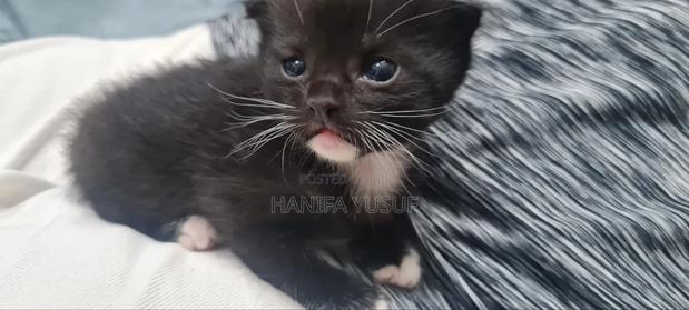 1-3 months Male Mixed Breed American Shorthair
