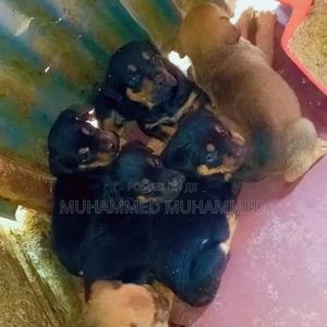 1-3 months Male Mixed Breed Boerboel - thumbnail 2