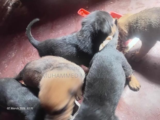 1-3 months Male Mixed Breed Boerboel - thumbnail 3