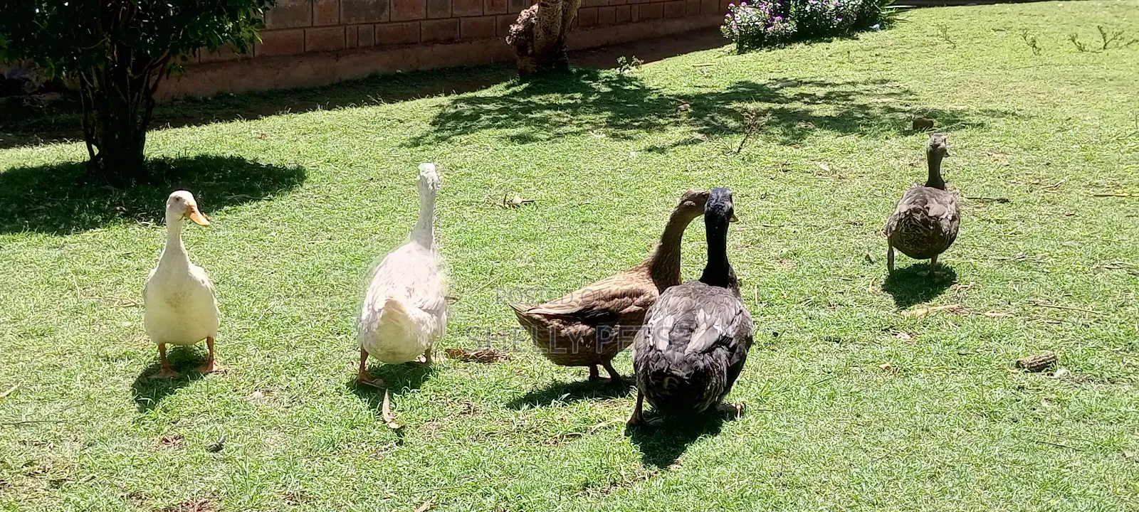 Exotic Ducks