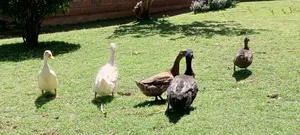 Exotic Ducks