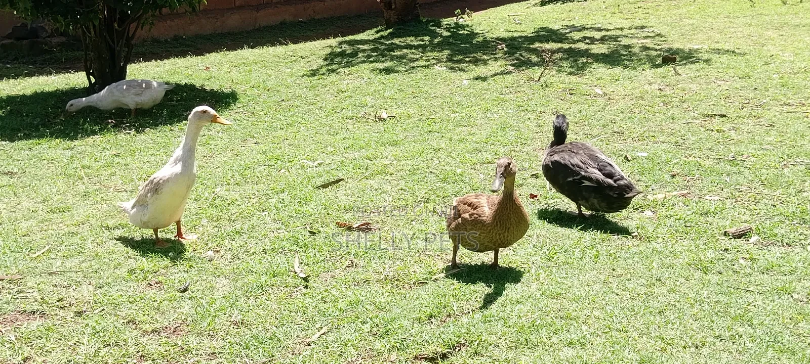 Exotic Ducks