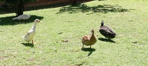 Exotic Ducks