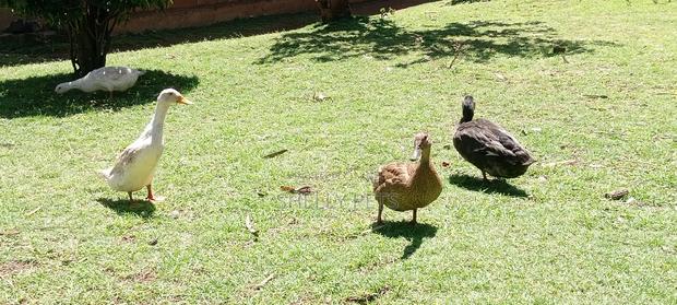 Exotic Ducks - thumbnail 2
