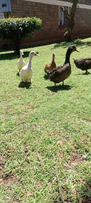Exotic Ducks