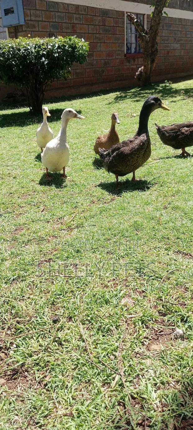 Exotic Ducks - thumbnail 3