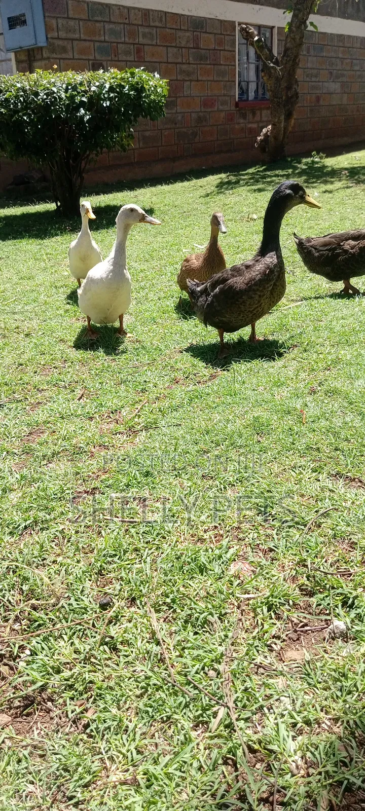 Exotic Ducks