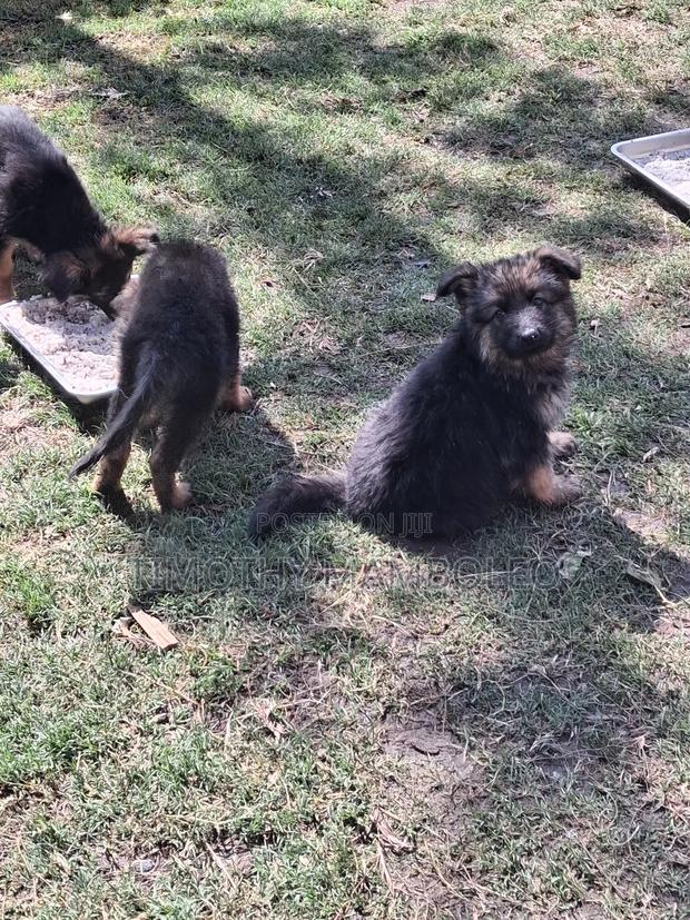 1-3 months Male Purebred German Shepherd - thumbnail 3