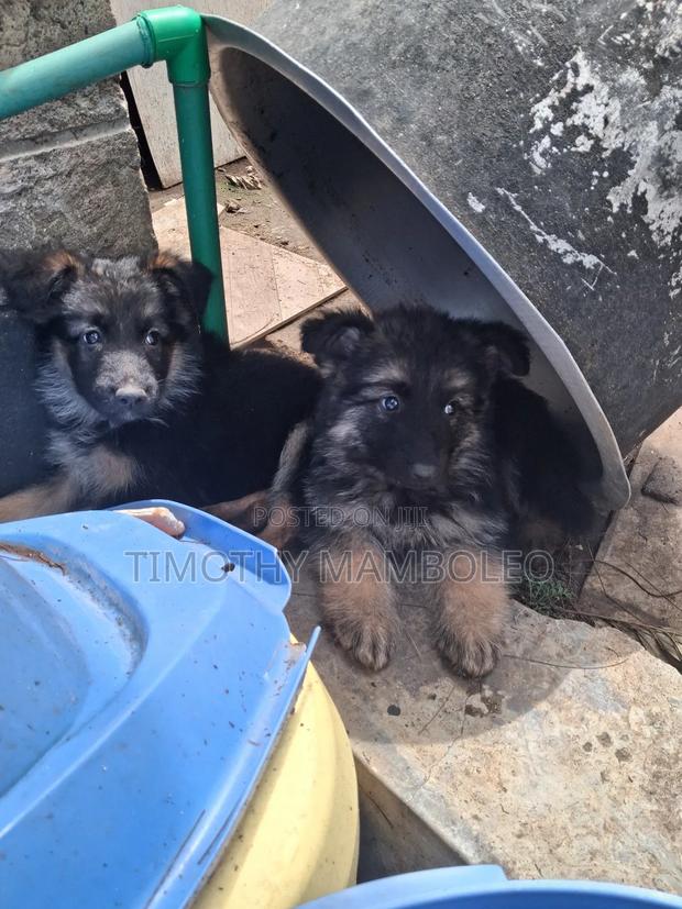 1-3 months Male Purebred German Shepherd - thumbnail 4