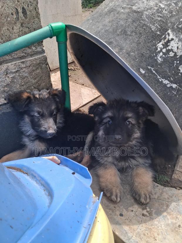 1-3 months Male Purebred German Shepherd - thumbnail 5