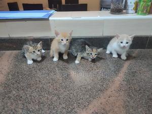 0-1 month Male Mixed Breed Cat - thumbnail 2