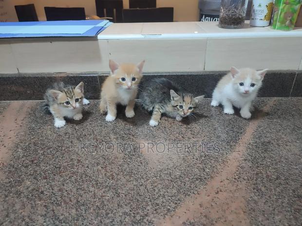 0-1 month Male Mixed Breed Cat - main view