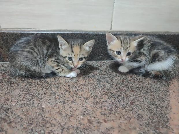 0-1 month Male Mixed Breed Cat - thumbnail 2