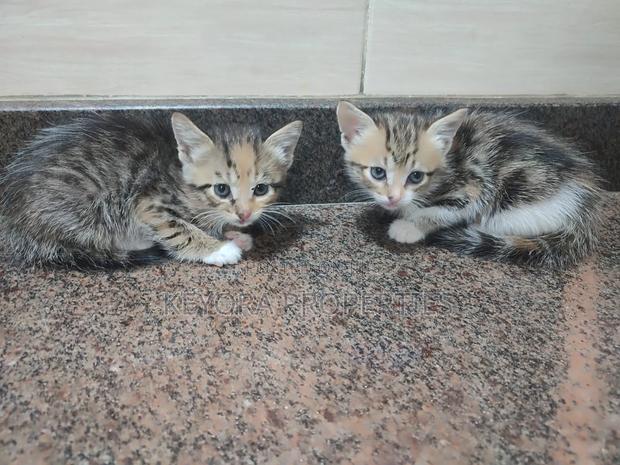 0-1 month Male Mixed Breed Cat - thumbnail 4