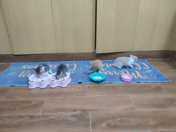 0-1 month Male Mixed Breed Cat - thumbnail 4