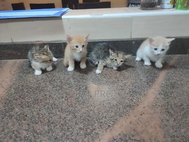 0-1 month Male Mixed Breed Cat - thumbnail 5