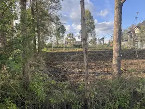 Quarter Acre Merisho