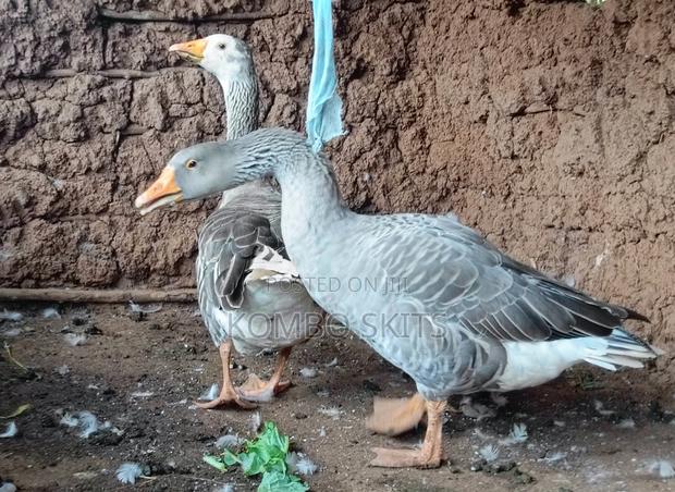 Breeding Geese for Sell - main view
