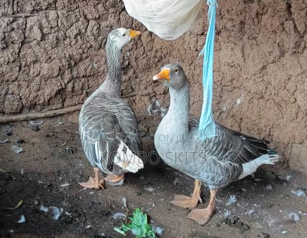 Breeding Geese for Sell - thumbnail 2