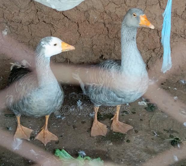 Breeding Geese for Sell - thumbnail 3