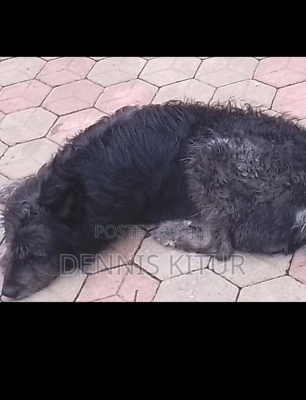 1+ year Male Purebred Havanese - thumbnail 3