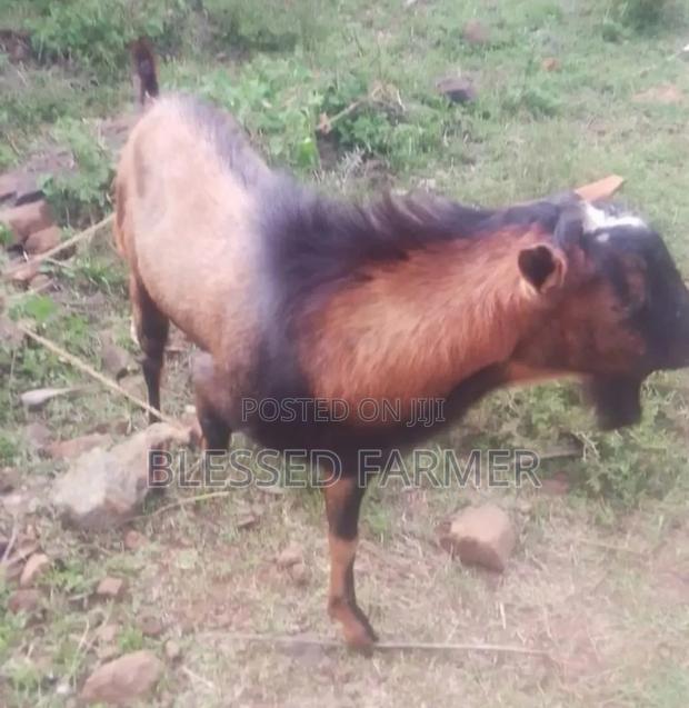 Male Dairy Goat