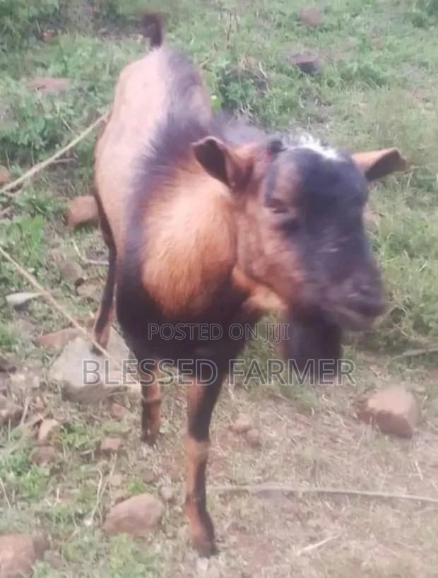 Male Dairy Goat - thumbnail 2