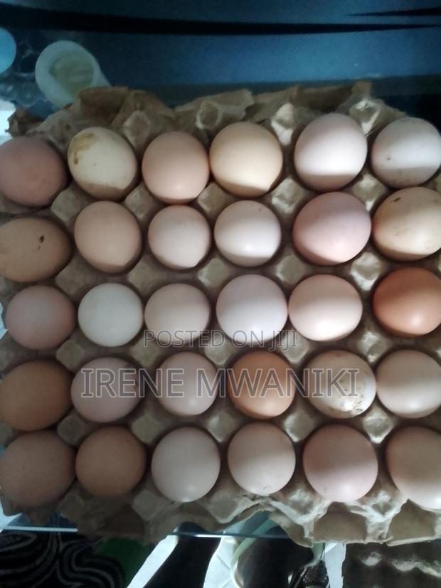 Fertilized Sasso Eggs