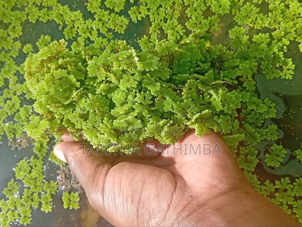 Learn Grow Azolla – Seeds Available + Free Basic Training! - main view