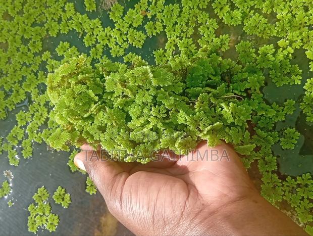 Learn Grow Azolla – Seeds Available + Free Basic Training! - thumbnail 2