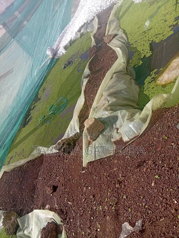 Learn Grow Azolla – Seeds Available + Free Basic Training! - thumbnail 3