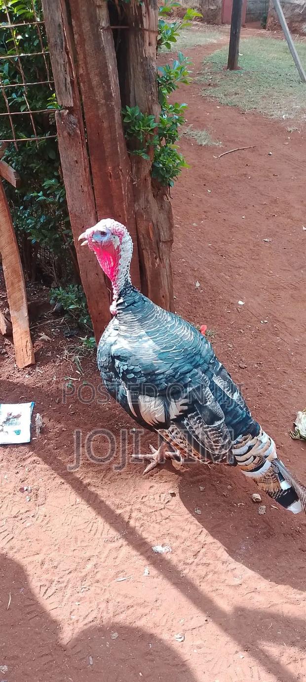 Male Turkeys - main view