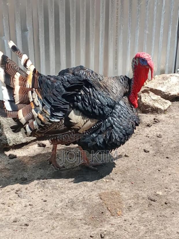 Male Turkeys - thumbnail 2