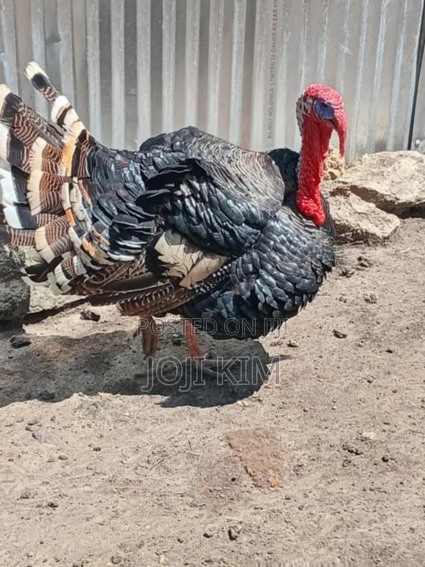 Male Turkeys - thumbnail 3