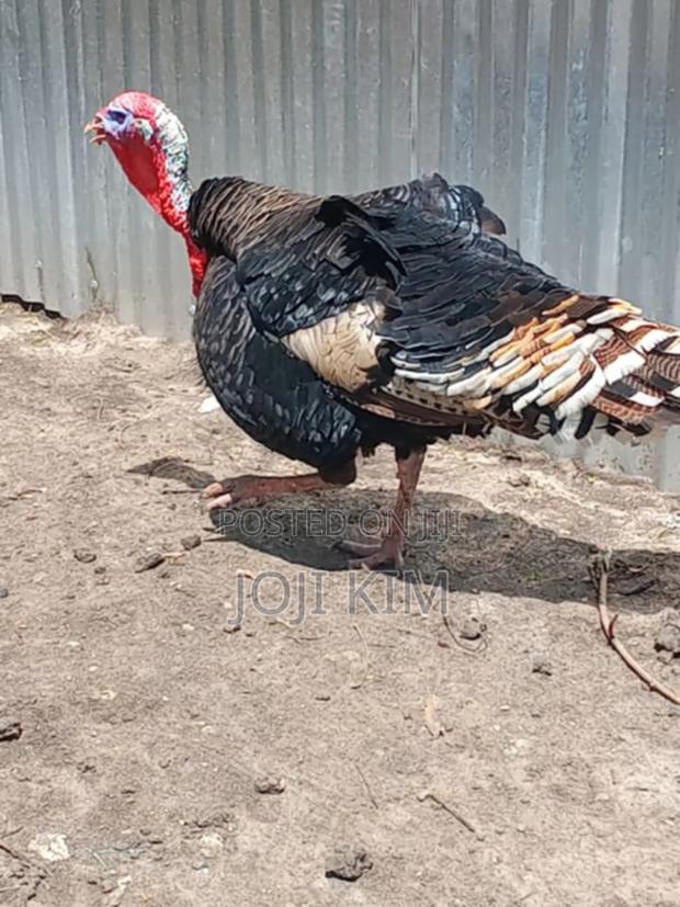 Male Turkeys - thumbnail 4