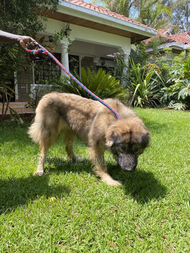 1+ year Female Purebred Caucasian Shepherd - thumbnail 2