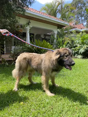 1+ year Female Purebred Caucasian Shepherd