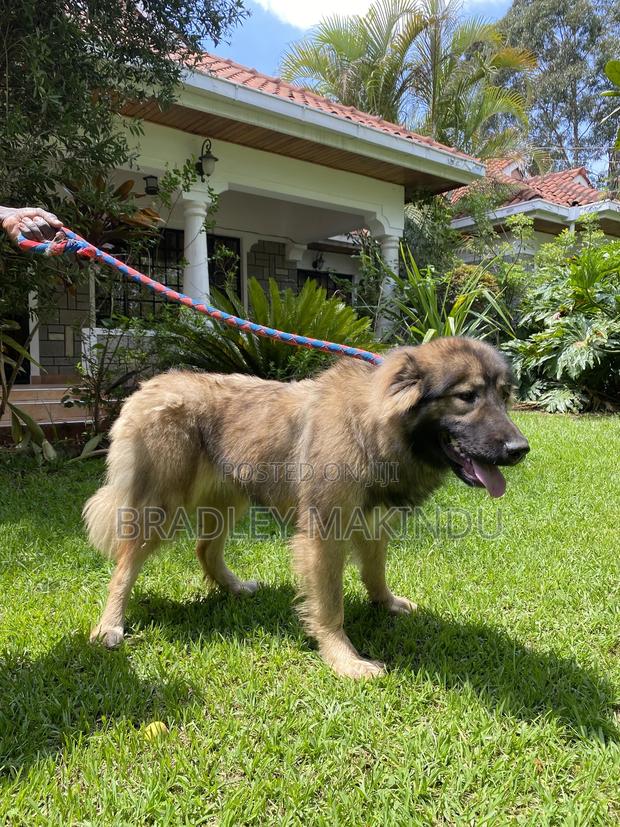 1+ year Female Purebred Caucasian Shepherd - main view