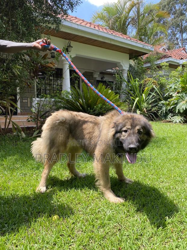1+ year Female Purebred Caucasian Shepherd - thumbnail 3
