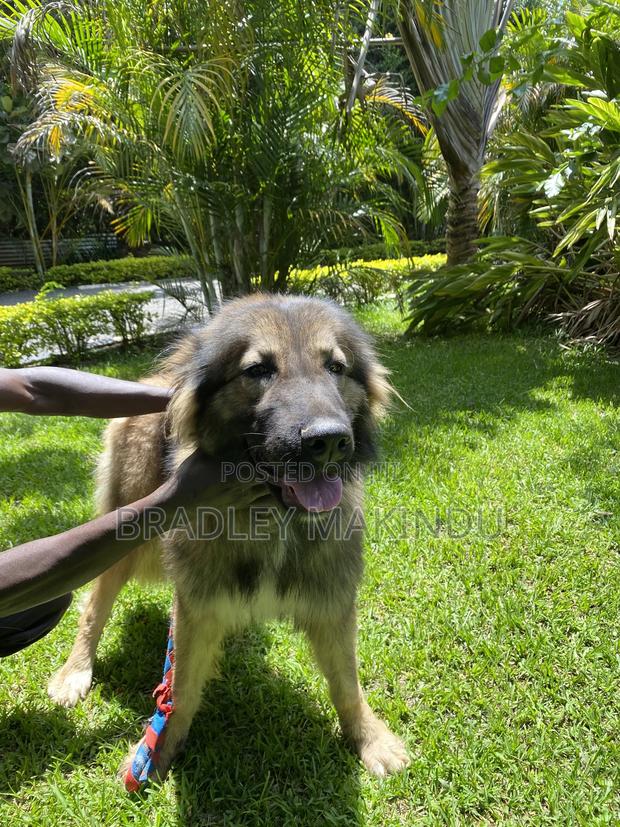 1+ year Female Purebred Caucasian Shepherd - thumbnail 4