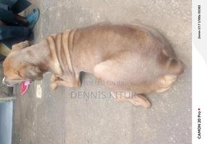 1+ year Male Purebred Boerboel - thumbnail 2