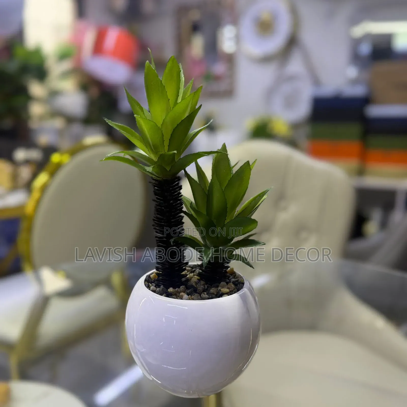 Decorative White Based Succulent for Table Tops.