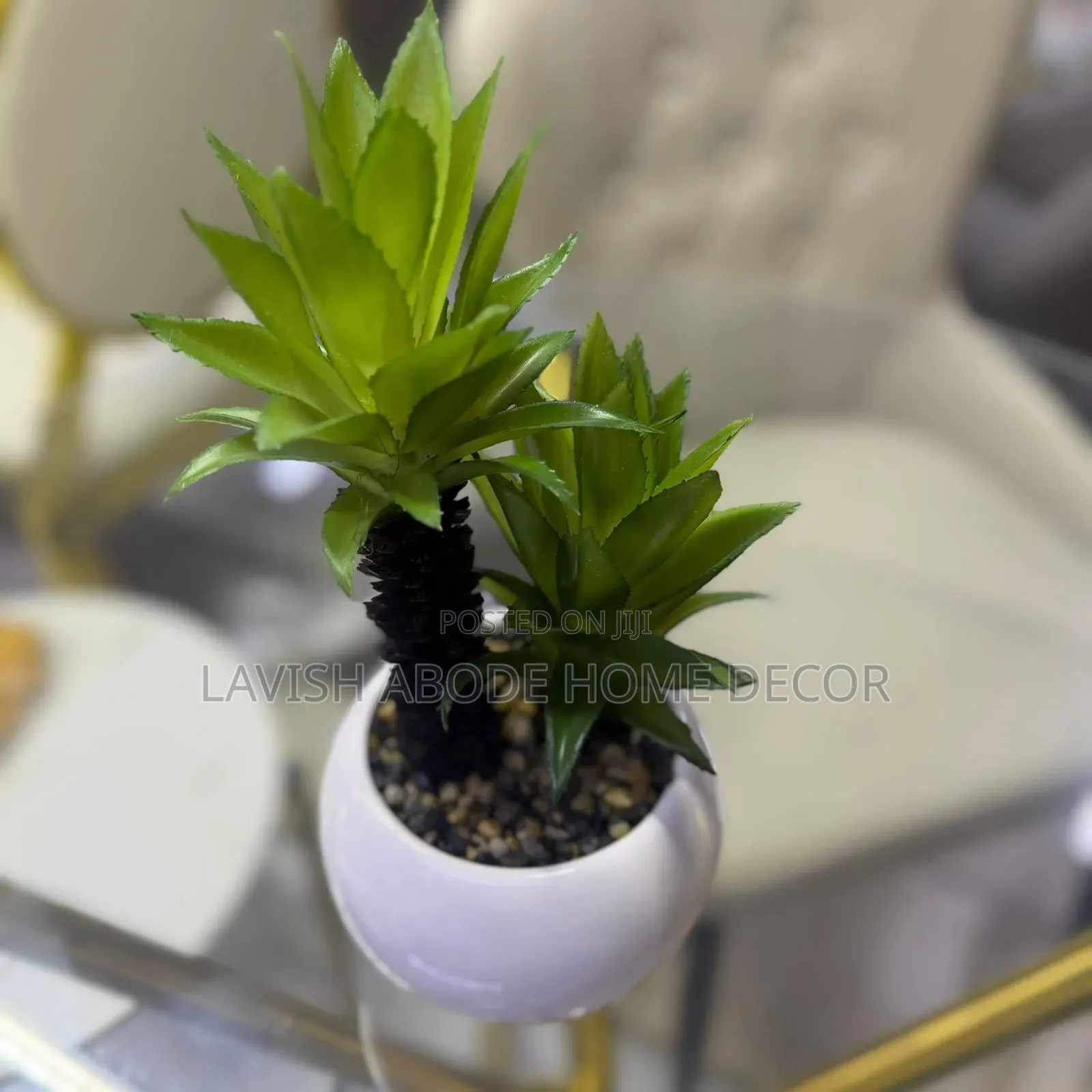 Decorative White Based Succulent for Table Tops.