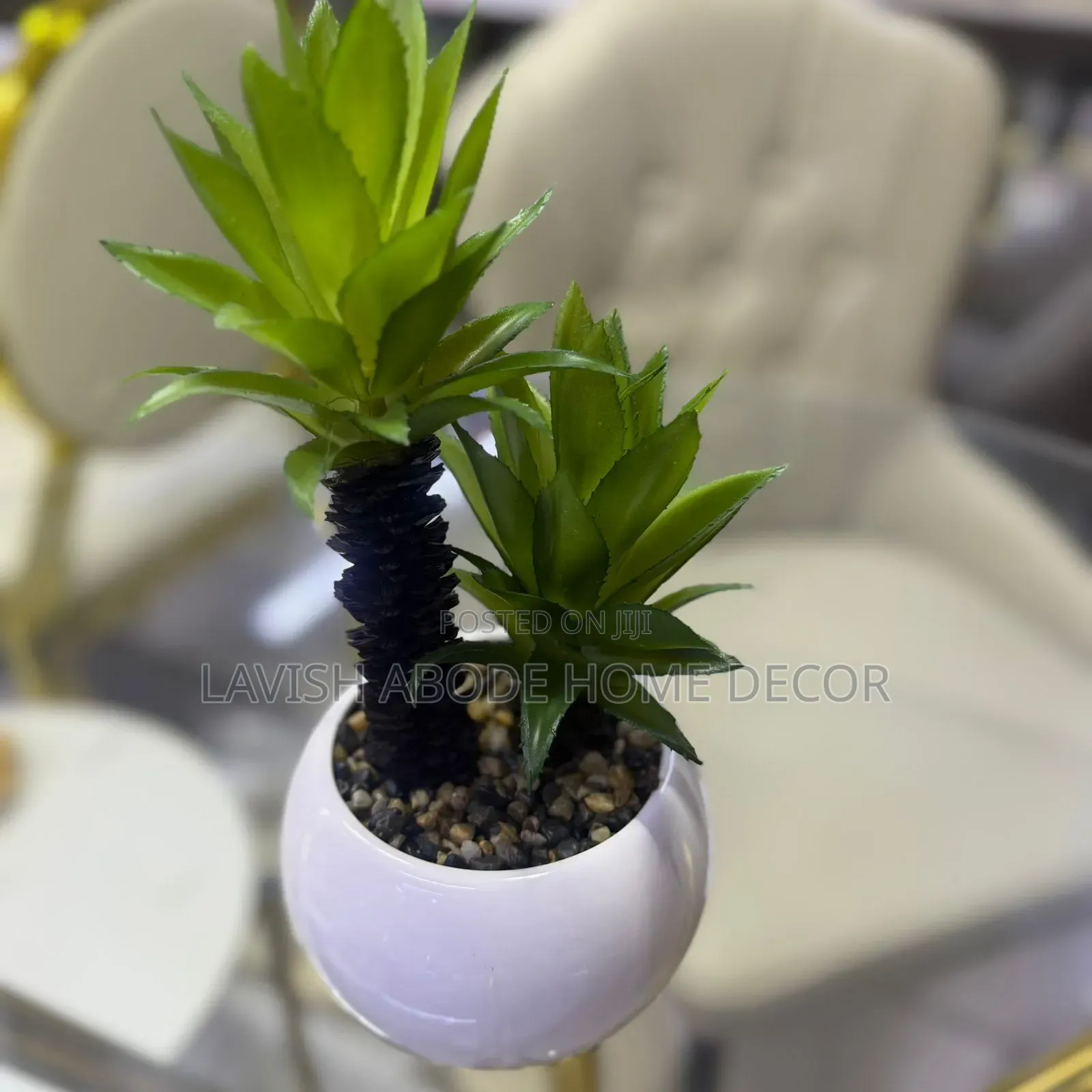 Decorative White Based Succulent for Table Tops.