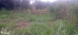 50/100(5 Plots) Opposite Karuri Level 4 Hospital for Sale