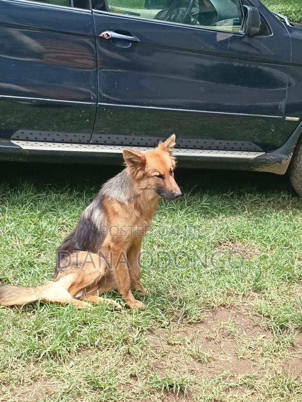 1+ year Female Purebred German Shepherd - main view