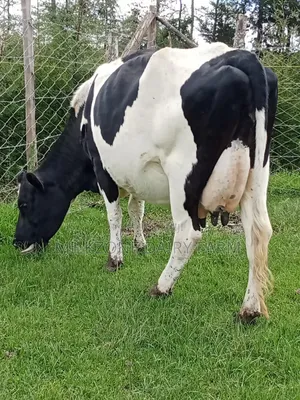 Powerful Frisian