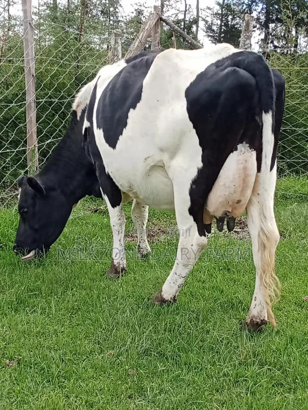 Powerful Frisian - main view