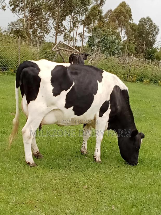 Powerful Frisian - thumbnail 2