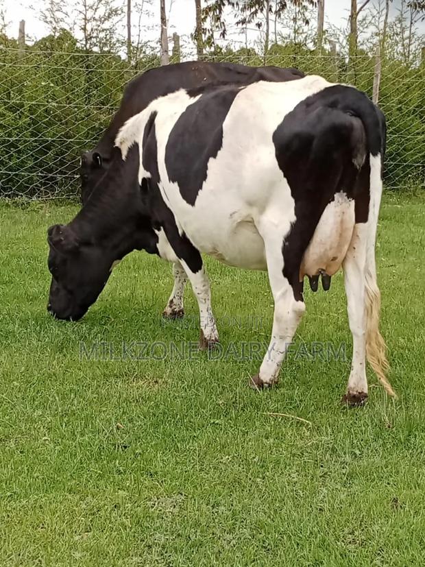 Powerful Frisian - thumbnail 3